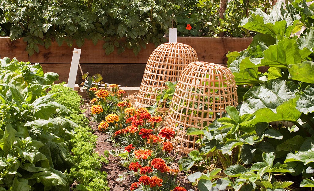 A garden with flowers and veggies soaks up the sun.