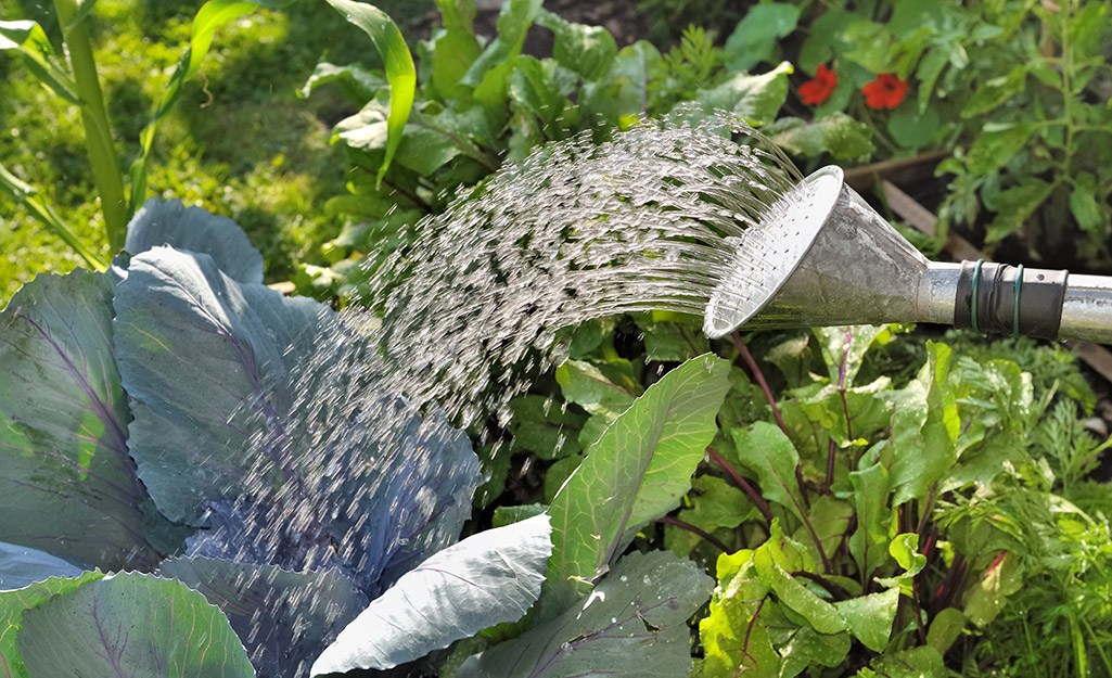 Gardener waters leafy greens with a watering can.