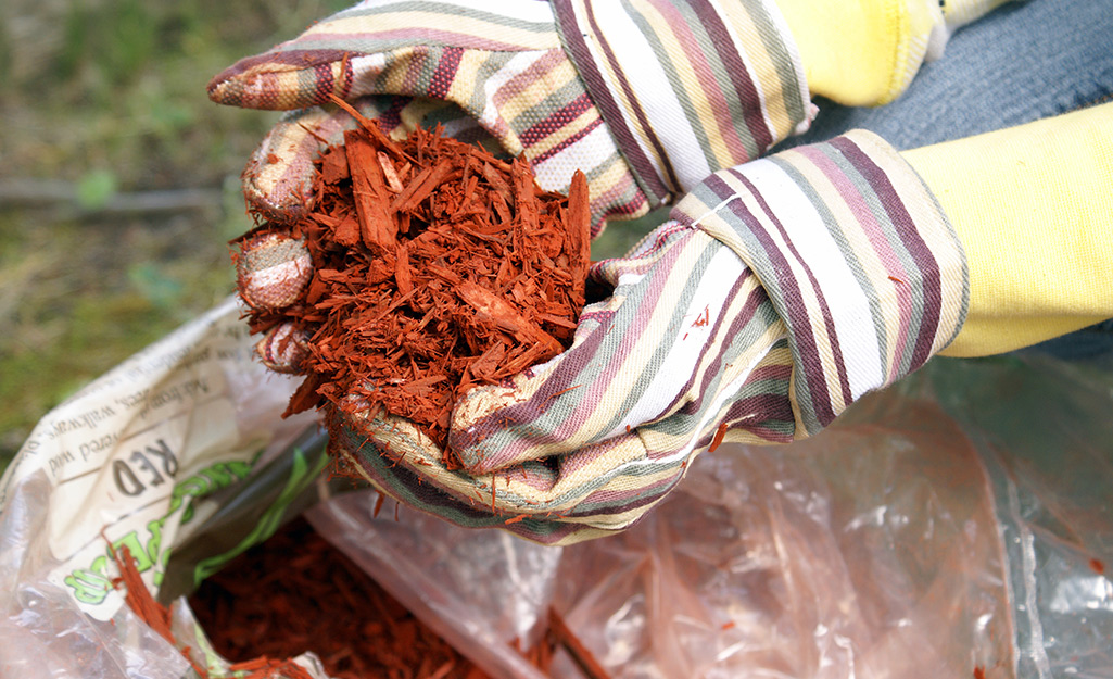 Gardener with gardening gloves holds fresh mulch in two hands.