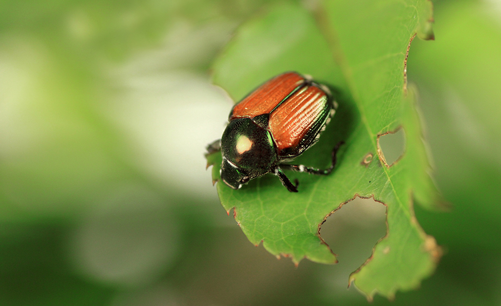 A Japanese beetle sits on a leaf with holes in it.