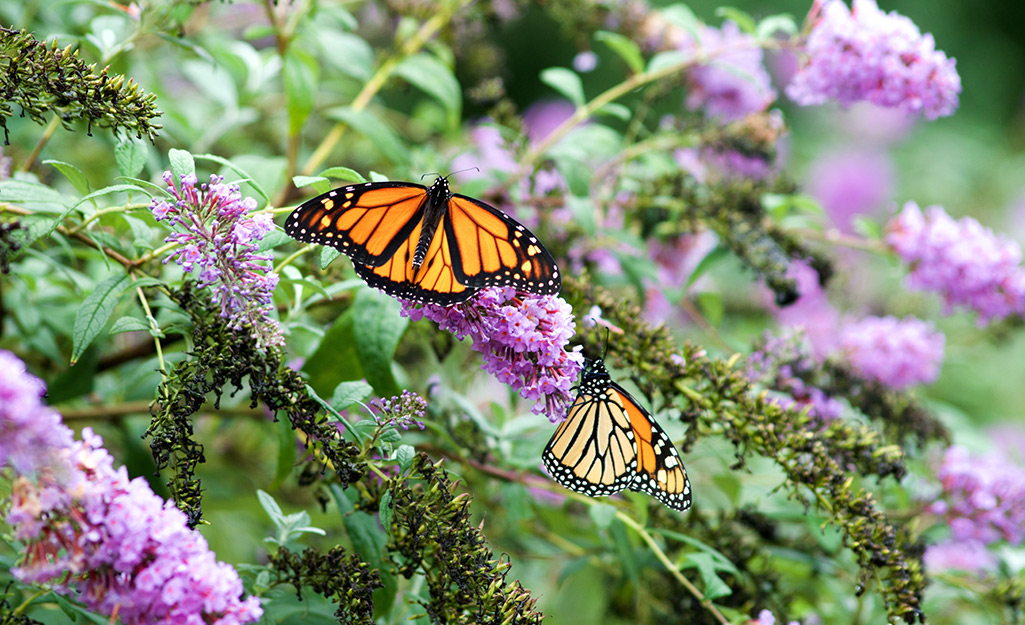 Butterfly on purple butterfly bush