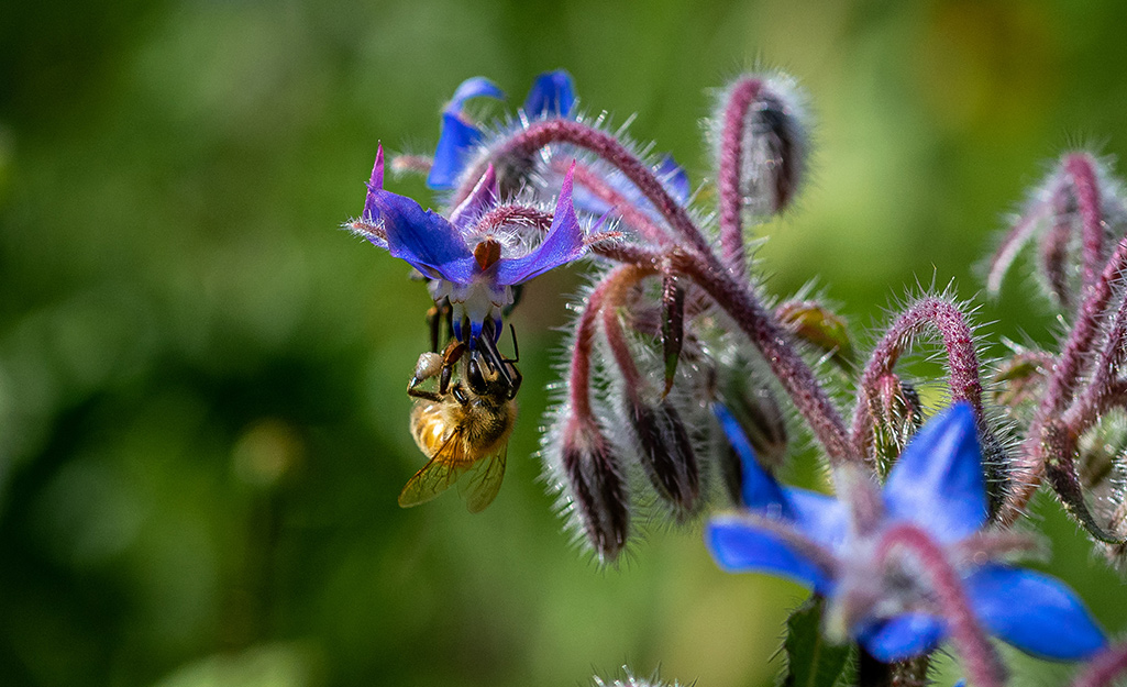 Blue borage blooms with a bee