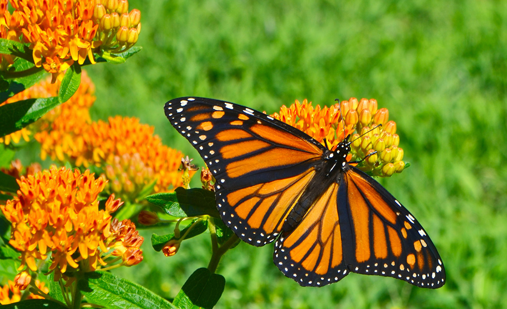 Monarch nectaring on asclepias (milkweed)