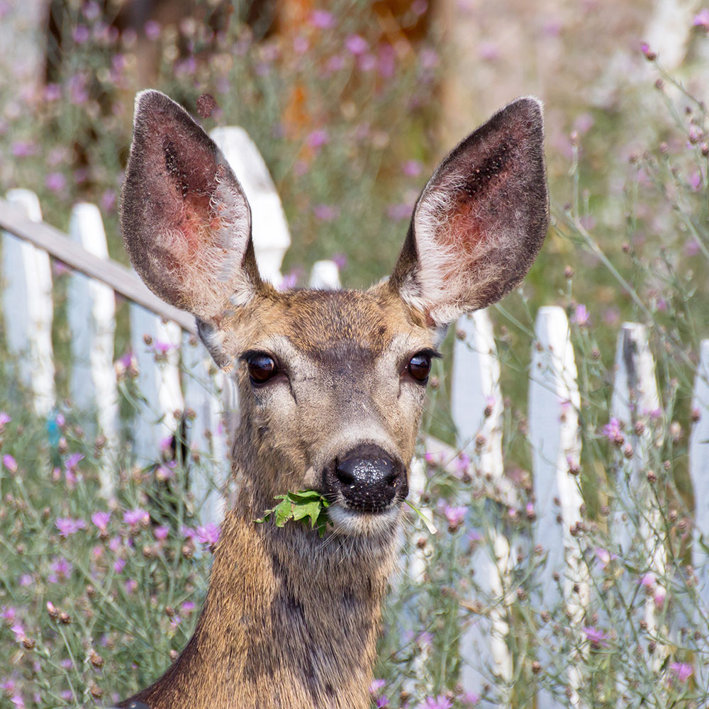A deer munches on a plant in front of a white picket fence.