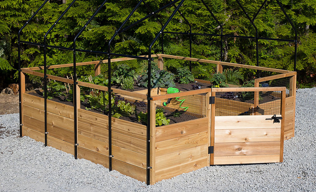 Plants grow in a wooden raised bed protected by wire fencing and a gate that latches.