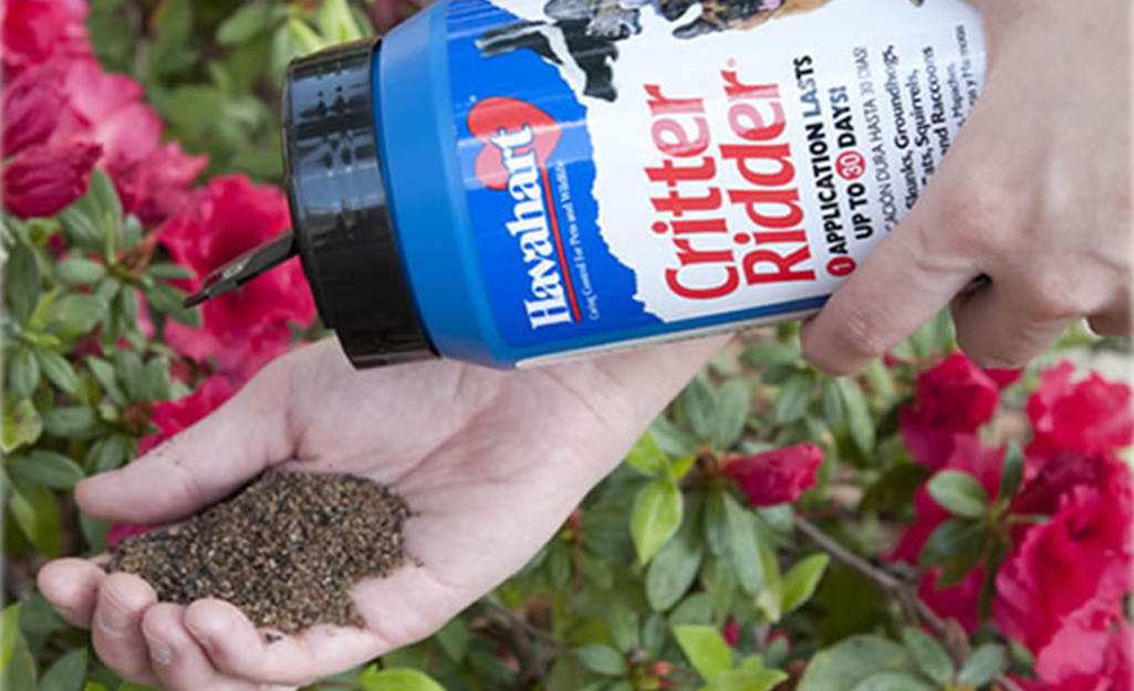 A person applies animal repellent to pink flowering plants.