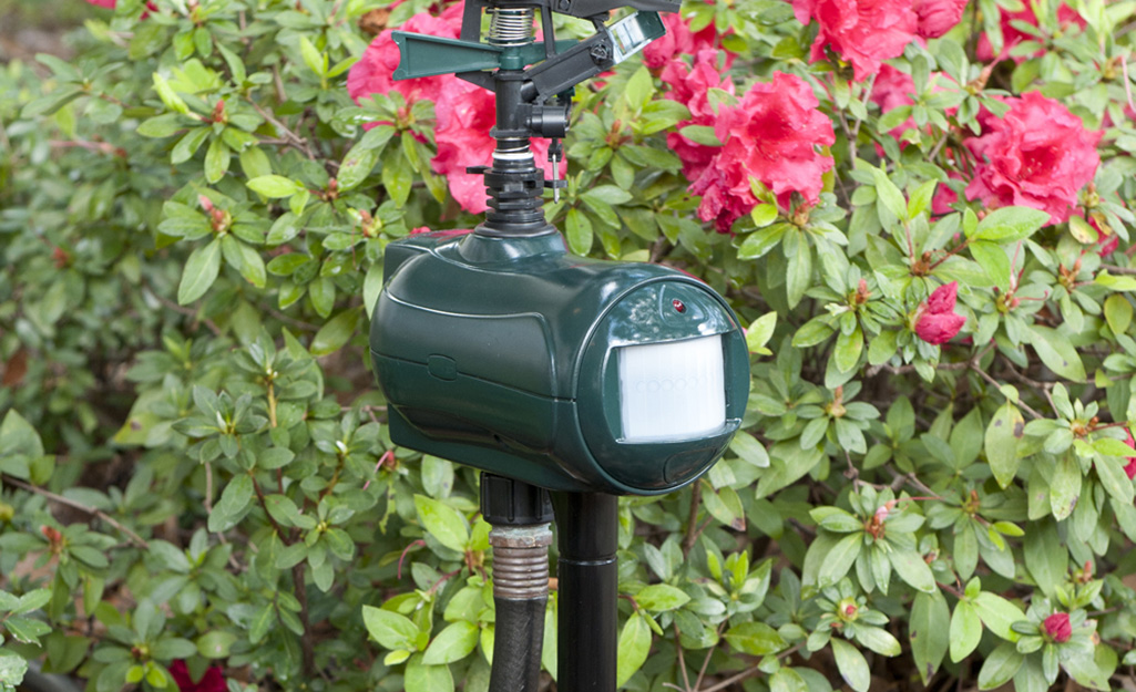 A motion-activated sprinkler stands in front of a bush with red flowers.