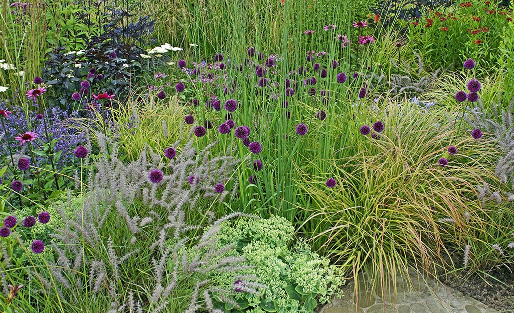 Plants and grasses create a messy border in a yard.