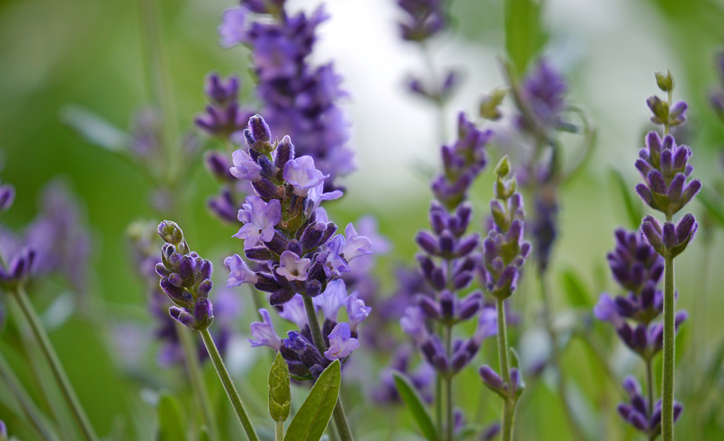 The purple flowers of lavender bloom in a garden.