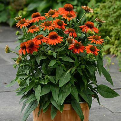 7 Hardy Perennials to Plant and Enjoy Now