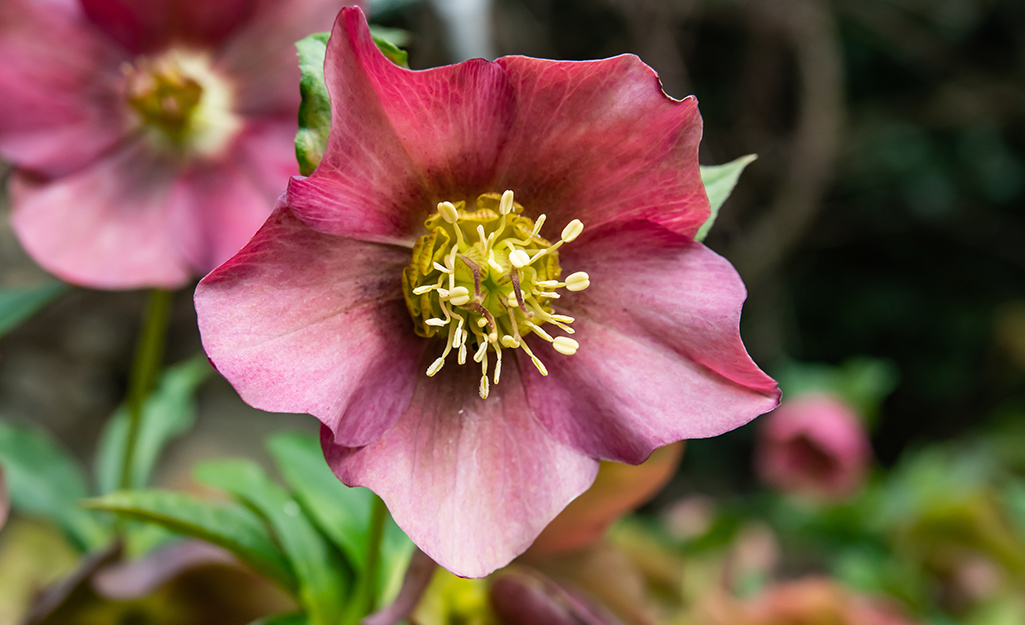 Hellebores