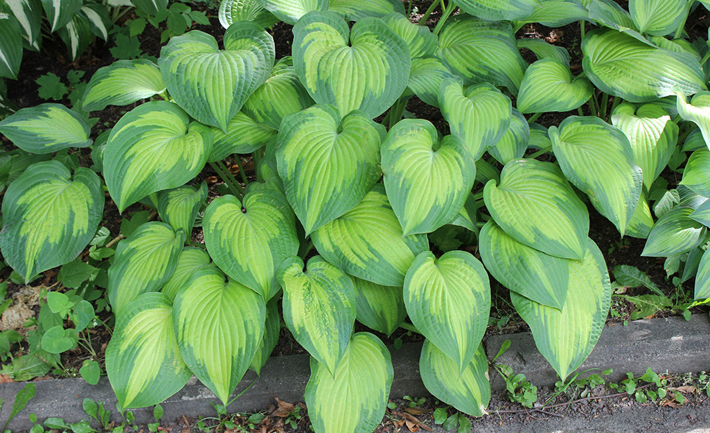 Hosta