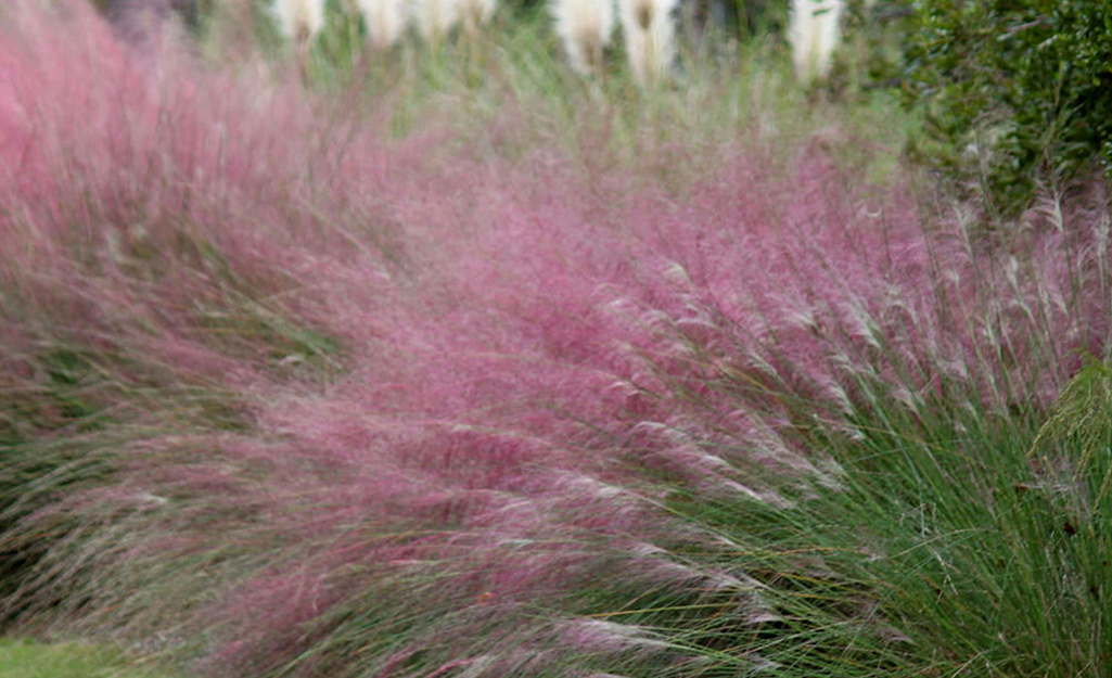 Ornamental Grasses