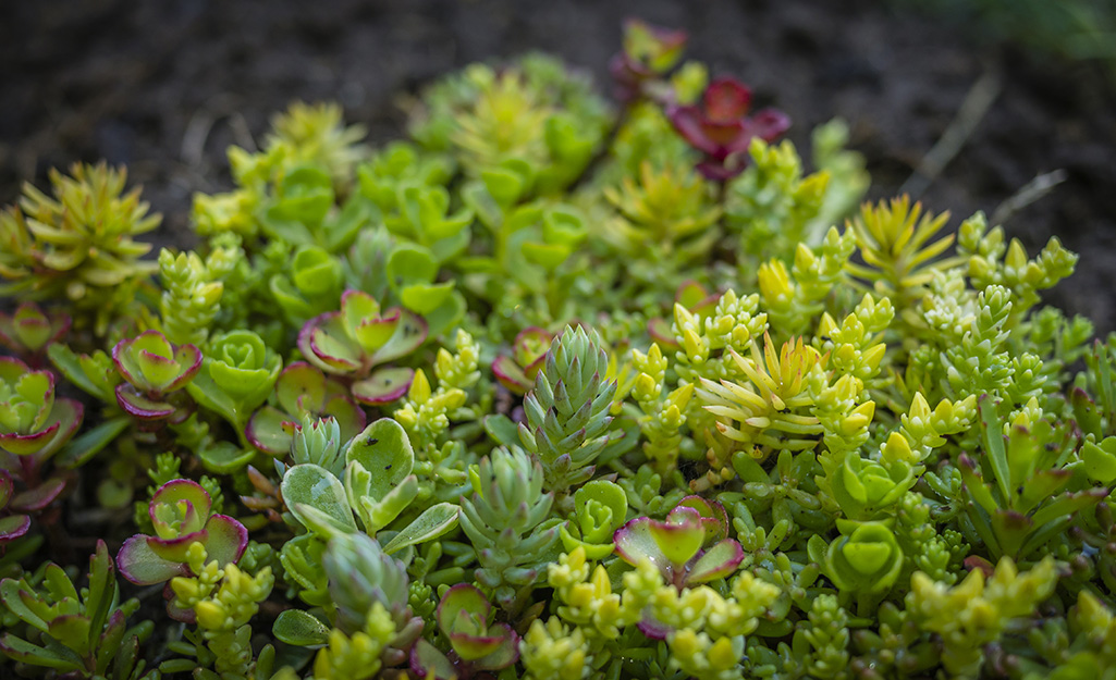 Sedums