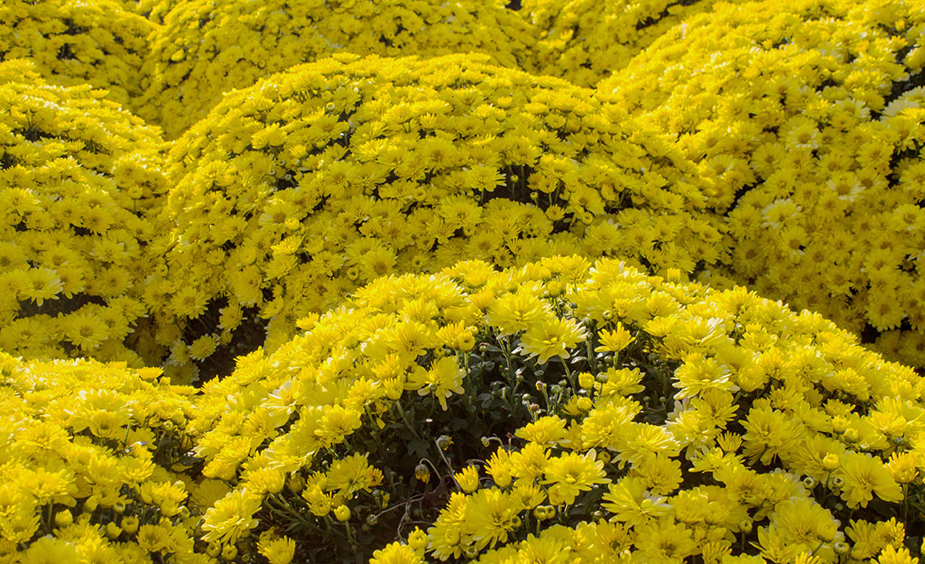 Mums and Asters