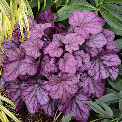 7 More Hardy Perennials to Plant in Fall