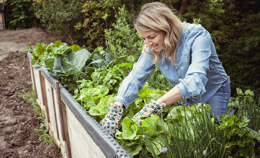 A woman tending to her victory garden.