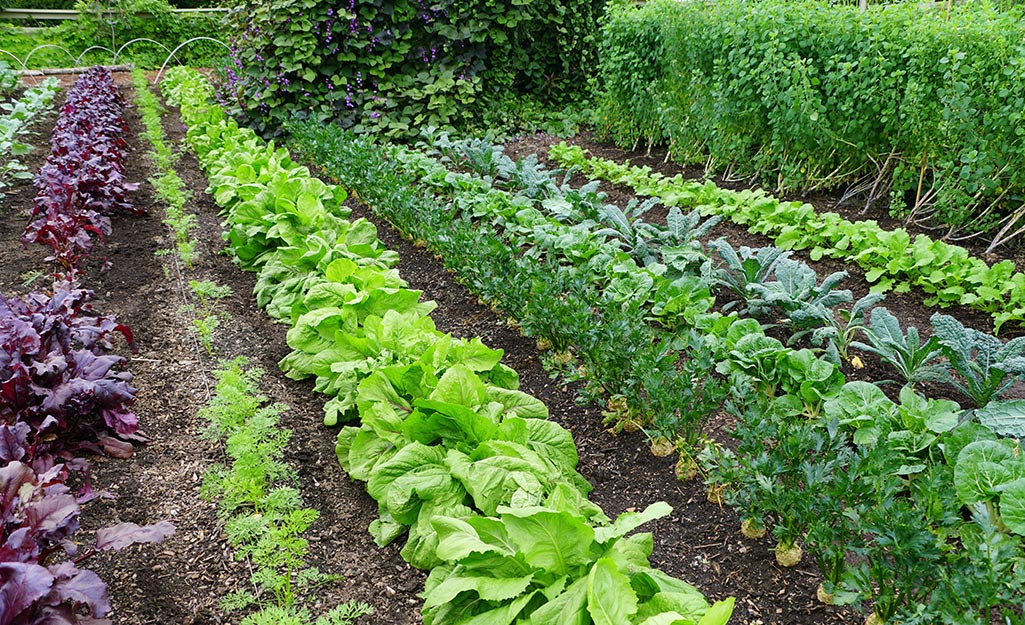 Crop rows in a garden.