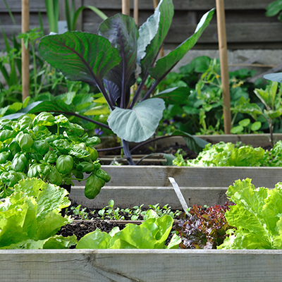 7 Steps to Growing a Victory Garden