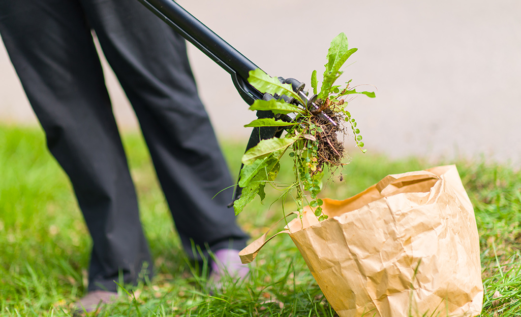 Disposing of weeds in a bag
