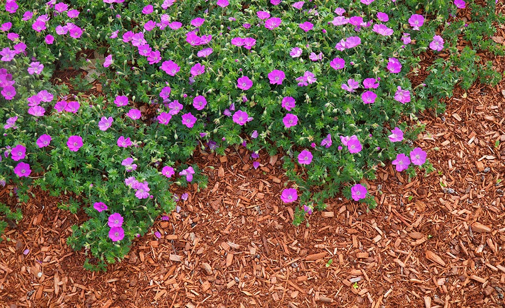 Mulch keeps a garden of annual blooms tidy.