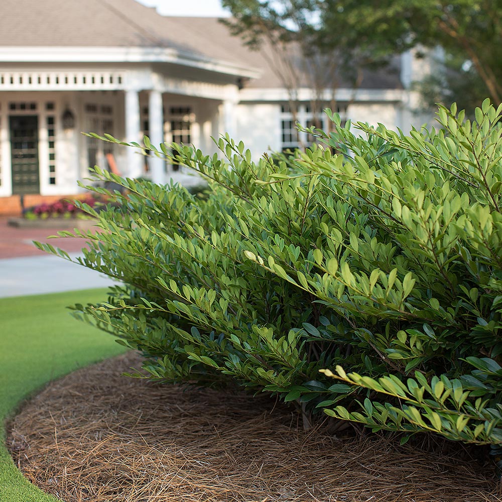 Get to Know 8 Shrubs Pro Landscapers Recommend