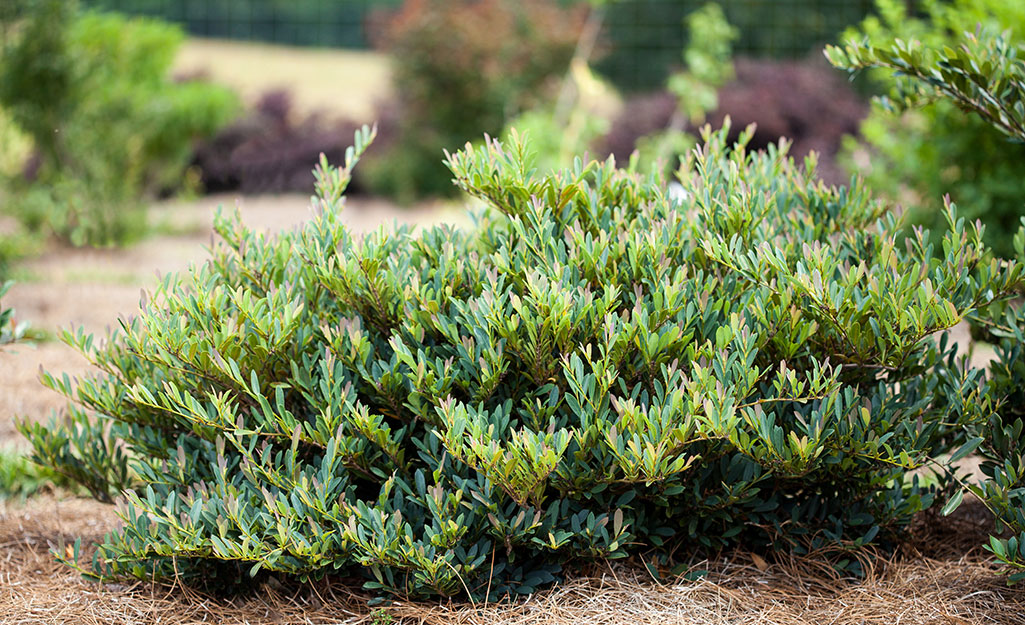 Get to Know 8 Shrubs Pro Landscapers Recommend - The Home Depot