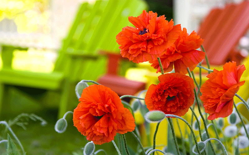 Create Places to Observe Your Garden Create Places to Observe Your Garden