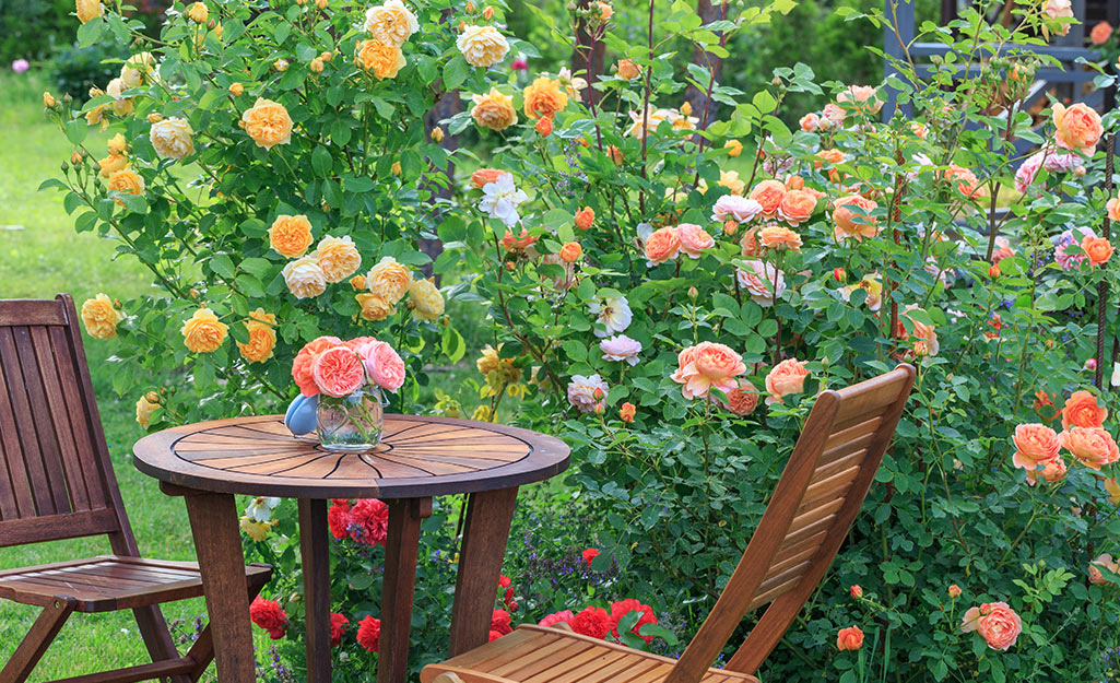 Orange roses in a backyard.