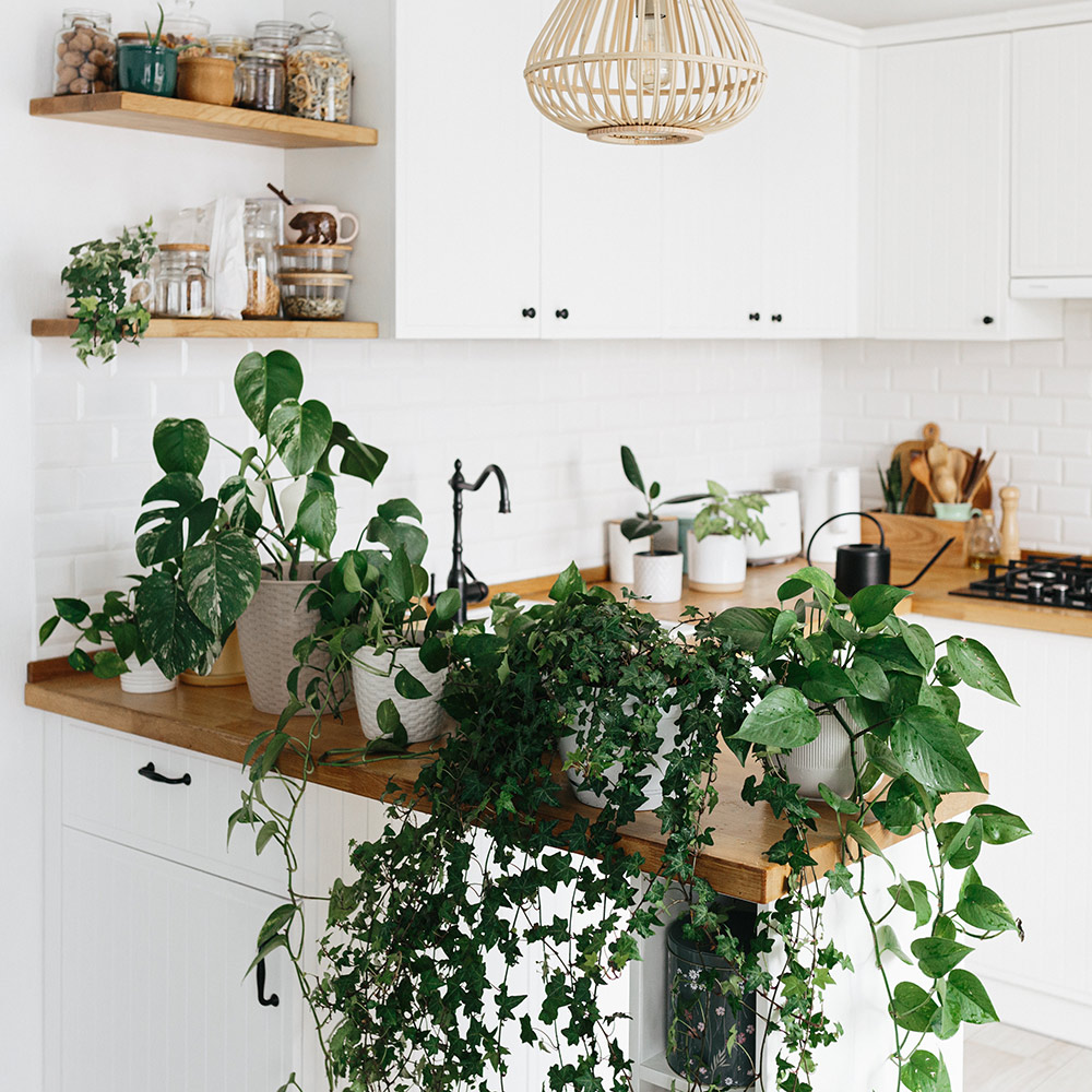 Best Indoor Plants for Your Home or Office - The Home Depot