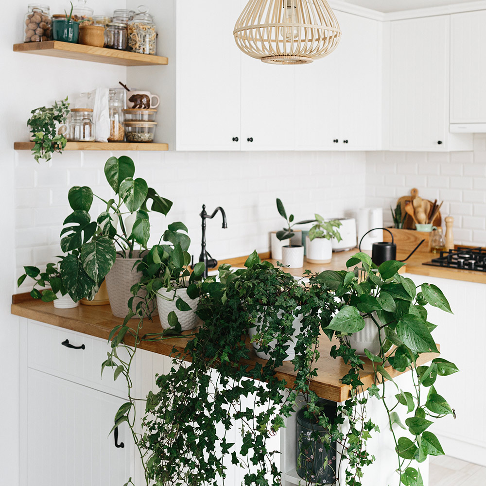 Healthy vines growing on a kitchen counter.