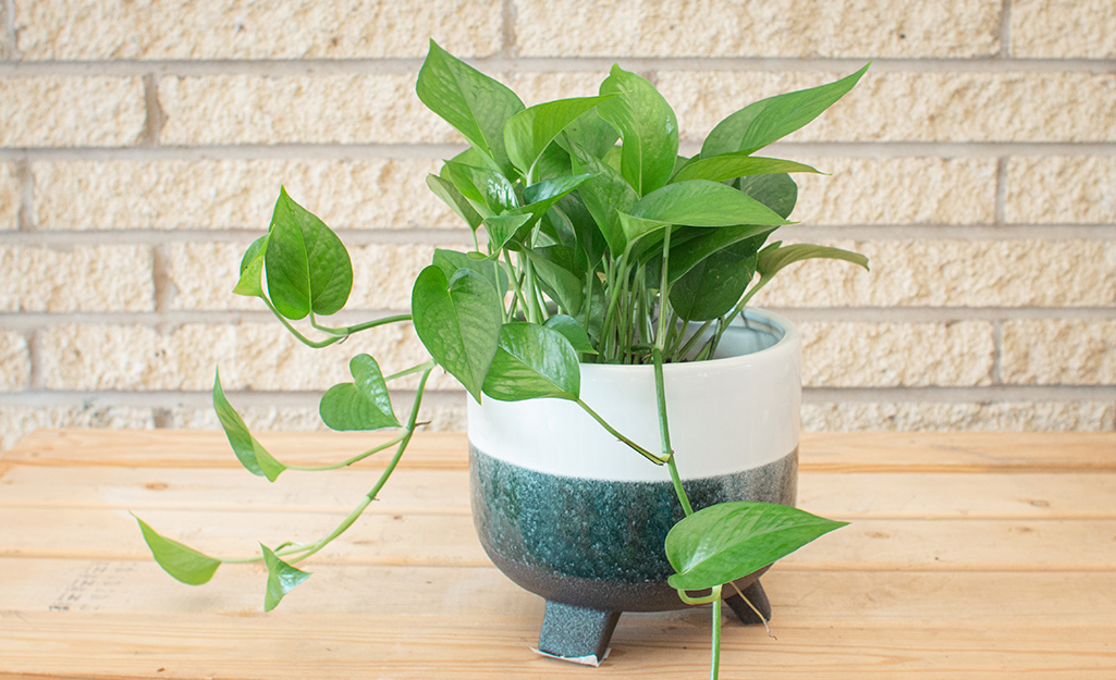 A pothos planted in a footed pot.