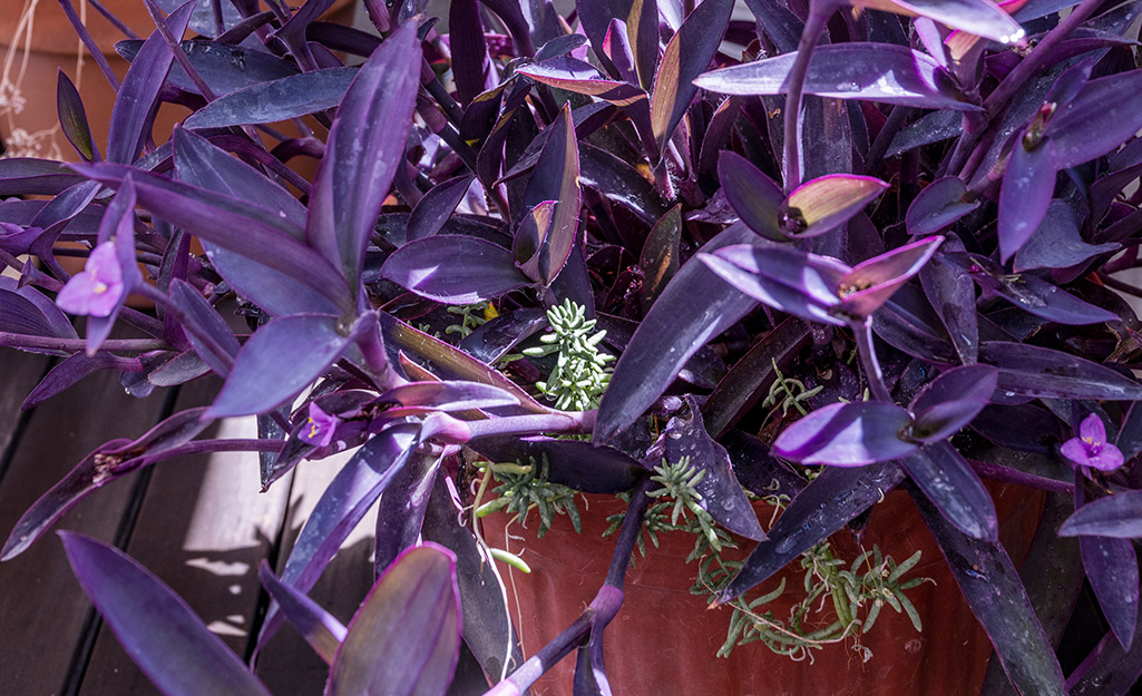 A vibrant Purple Heart vine growing indoors.