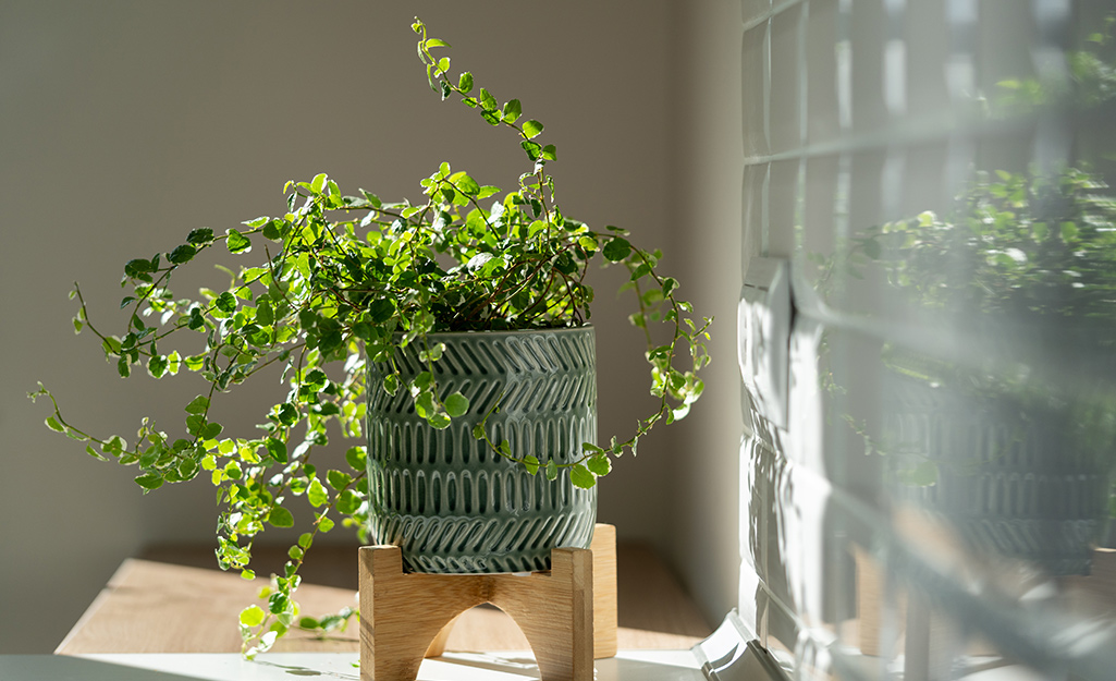 Creeping Fig growing in a pot by a window.