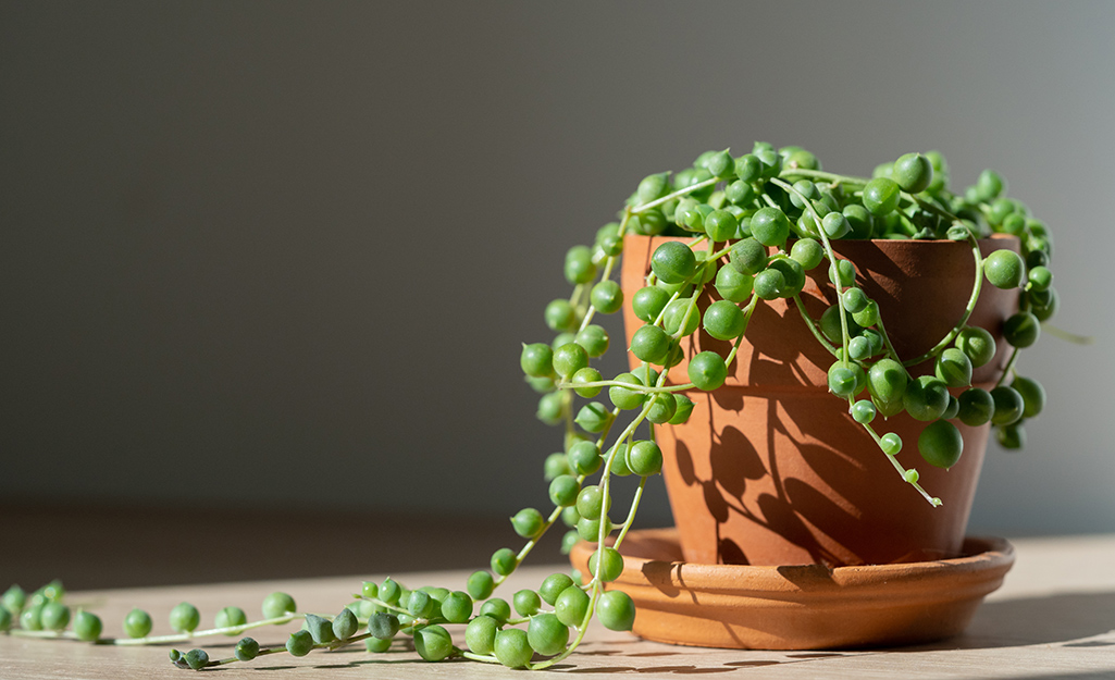 A String of Pearls succulent vine growing in a clay flower pot.