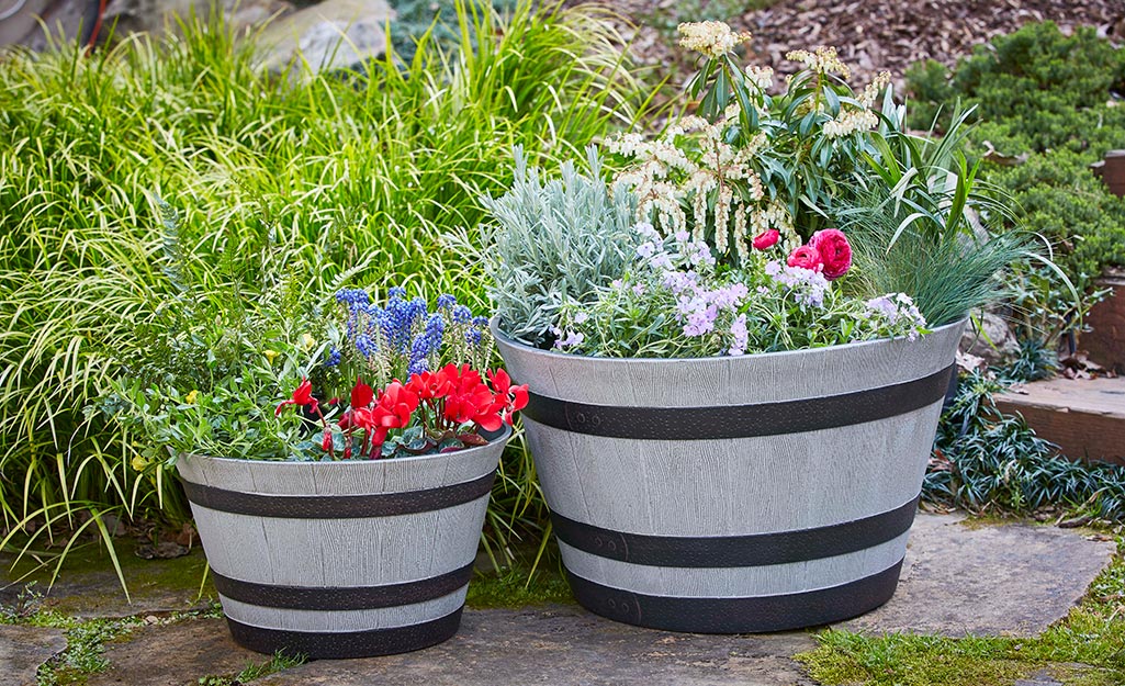 Barrel planters filled with blooming flowers and vines.