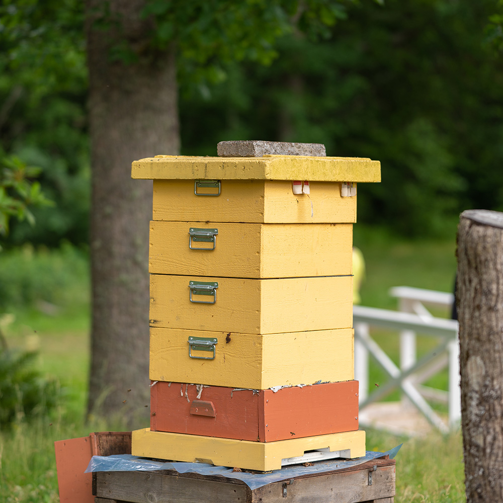 Bee boxes in a garden