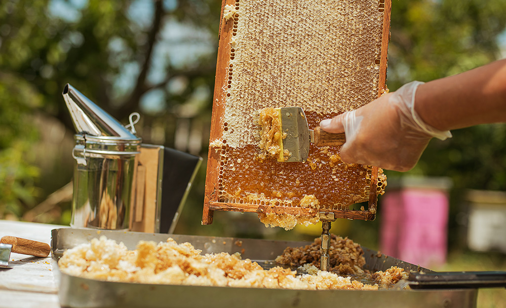 Beekeeper harvests honey