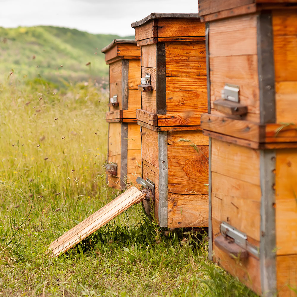 9 Tips for Starting a Backyard Beehive. 