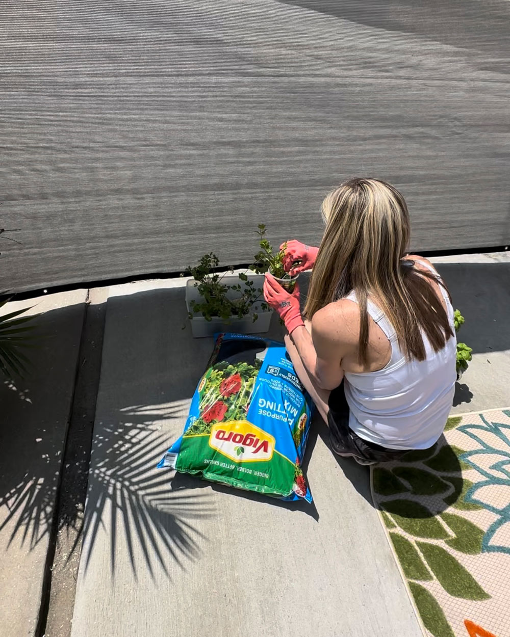 A person planting a herb plant. A person planting a herb plant.