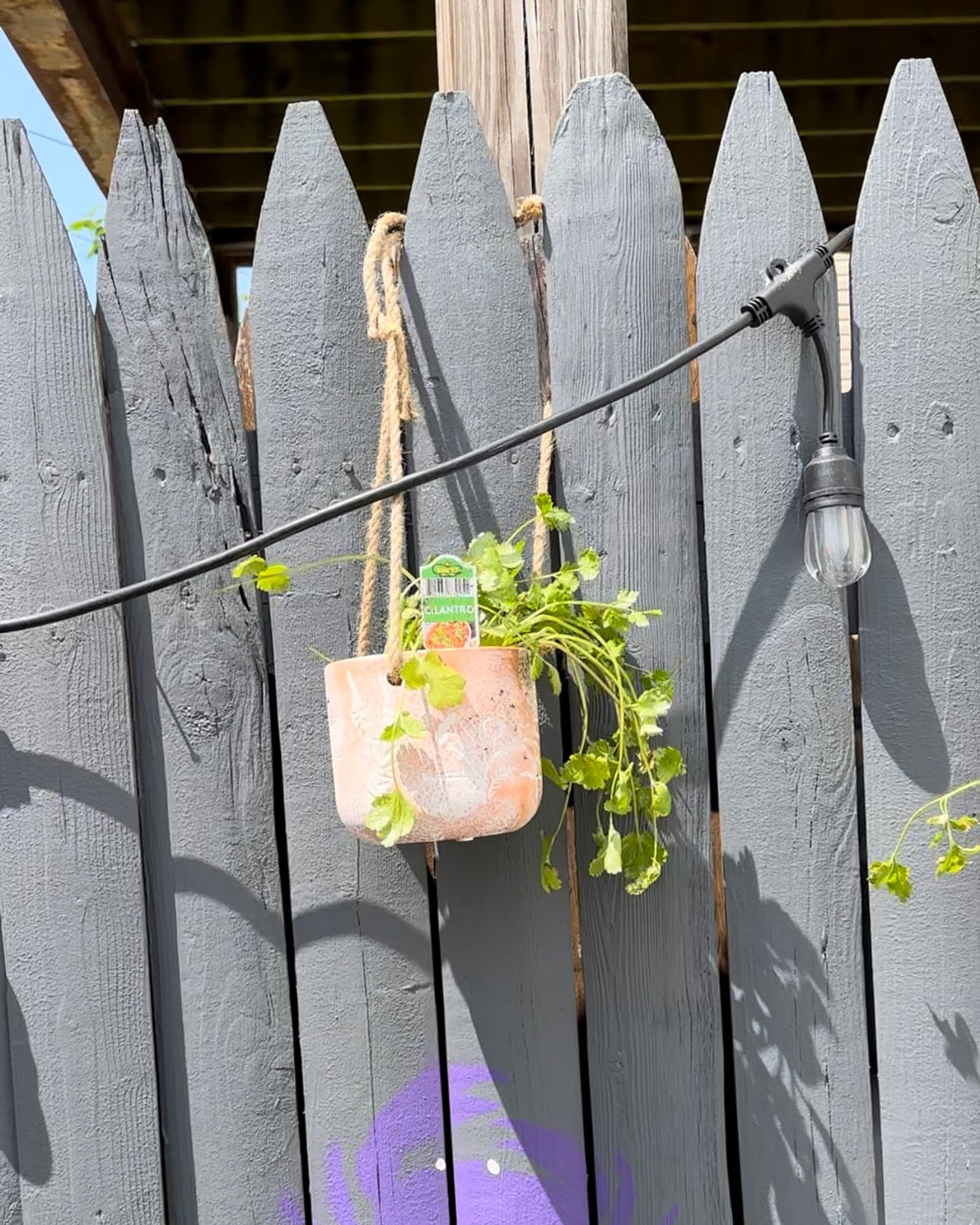A cliantro plant in a hanging pot. A cliantro plant in a hanging pot.