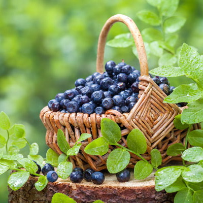 Blueberries in a basket