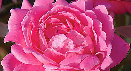 roses roses