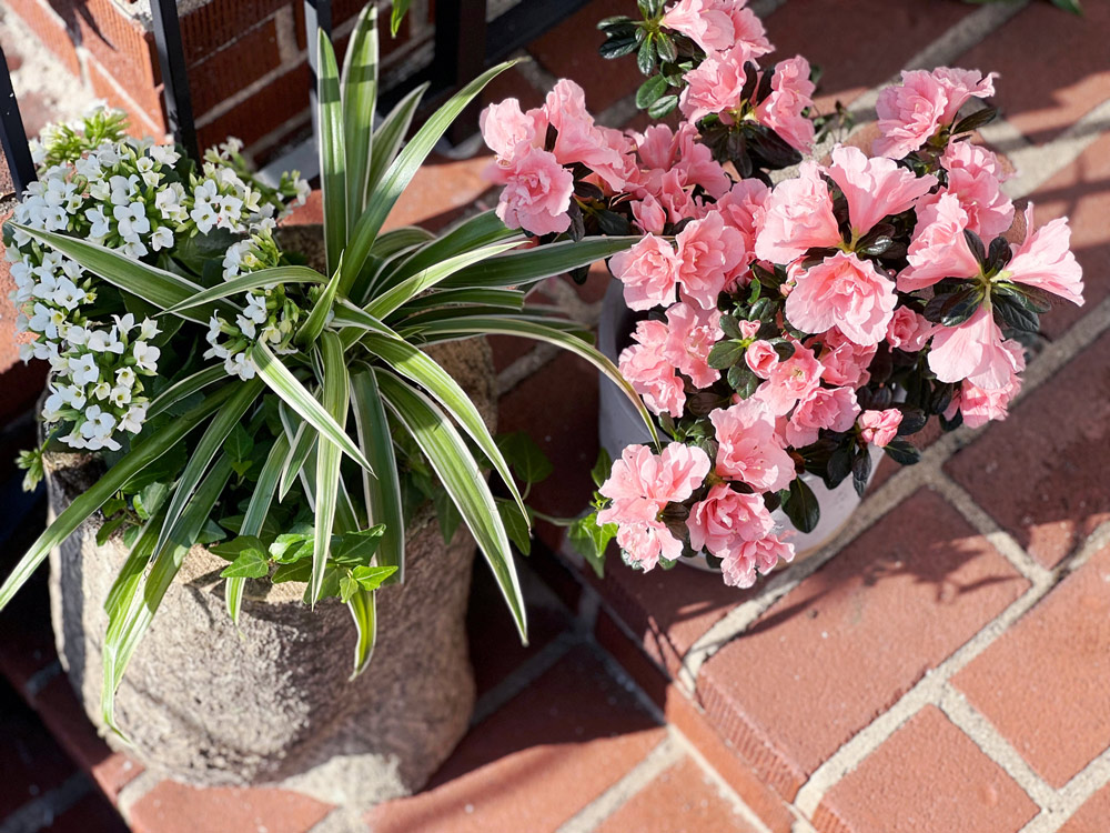 An overhead view of wood stump planters with plants sitting on porch steps. An overhead view of wood stump planters with plants sitting on porch steps.