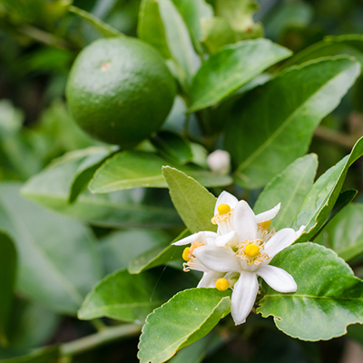 lemon tree flower to fruit