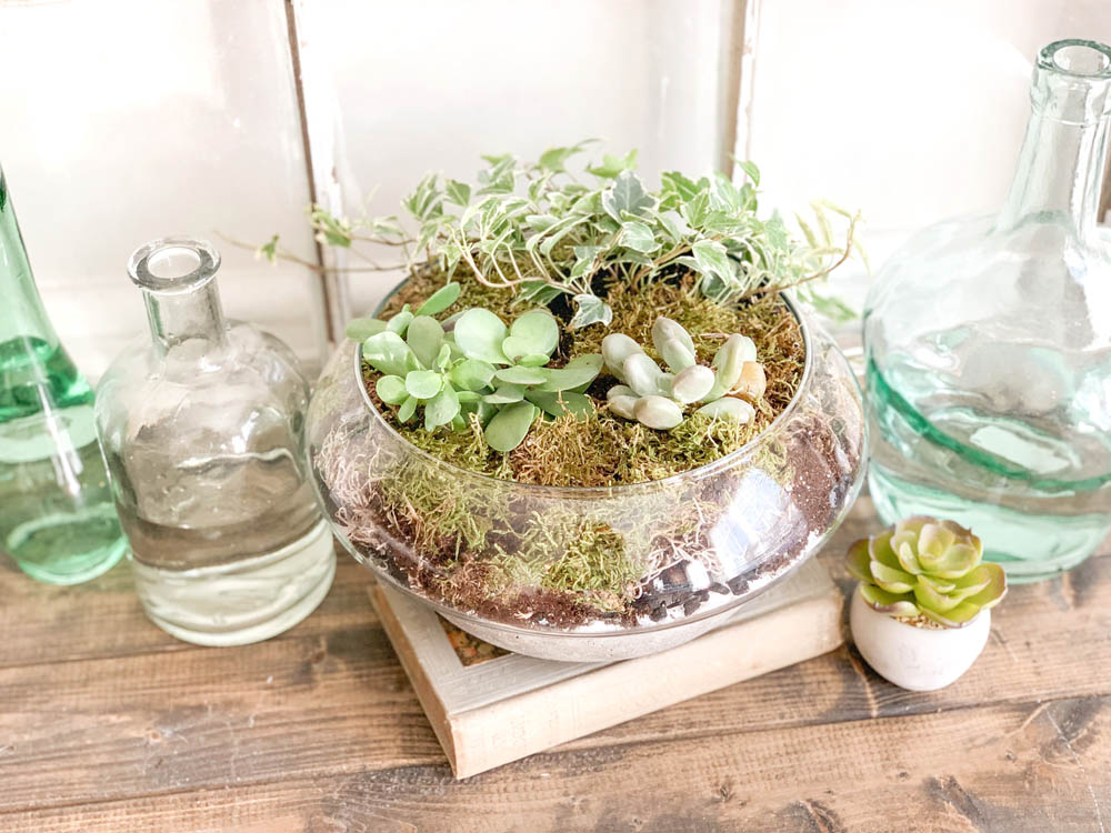 Finished terrarium surrounded by glass bottles of water shot from overhead at an angle