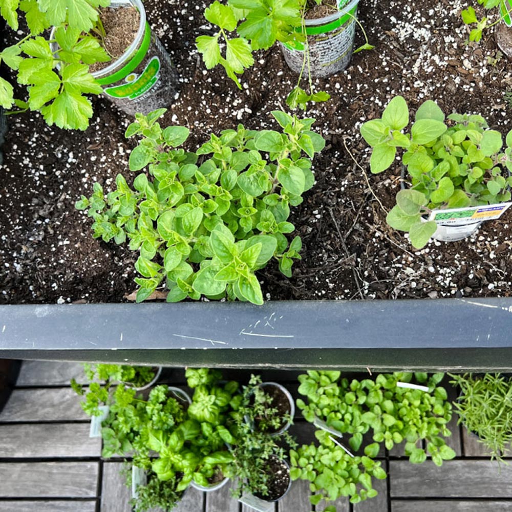 When & How to Pot Up Seedlings - Growing In The Garden