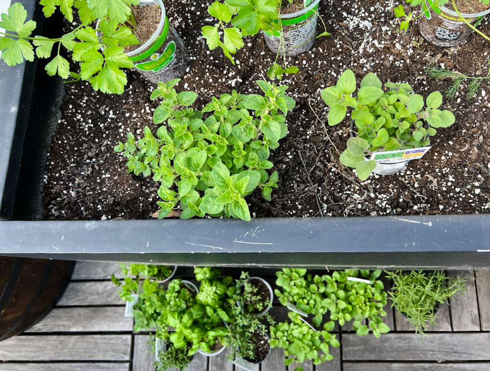 Close-up of fresh herbs in the process of being planted.