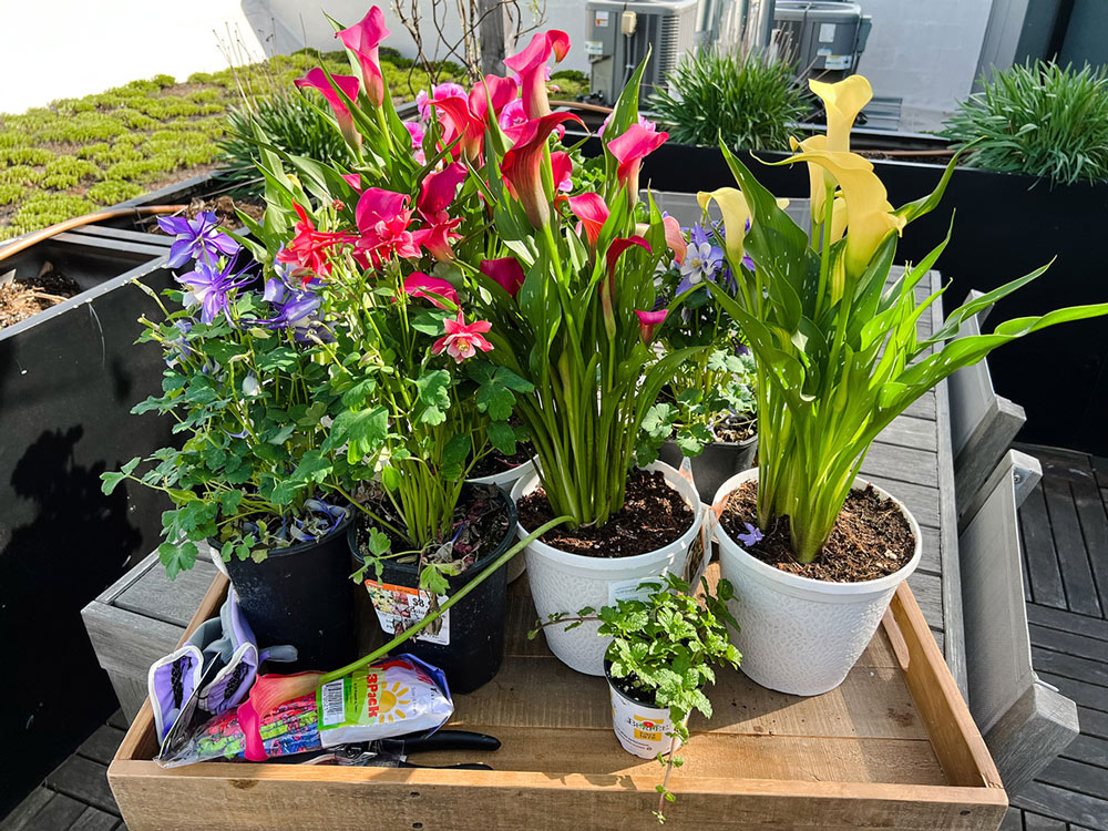 Purple, pink, and yellow flowers in separate pots.