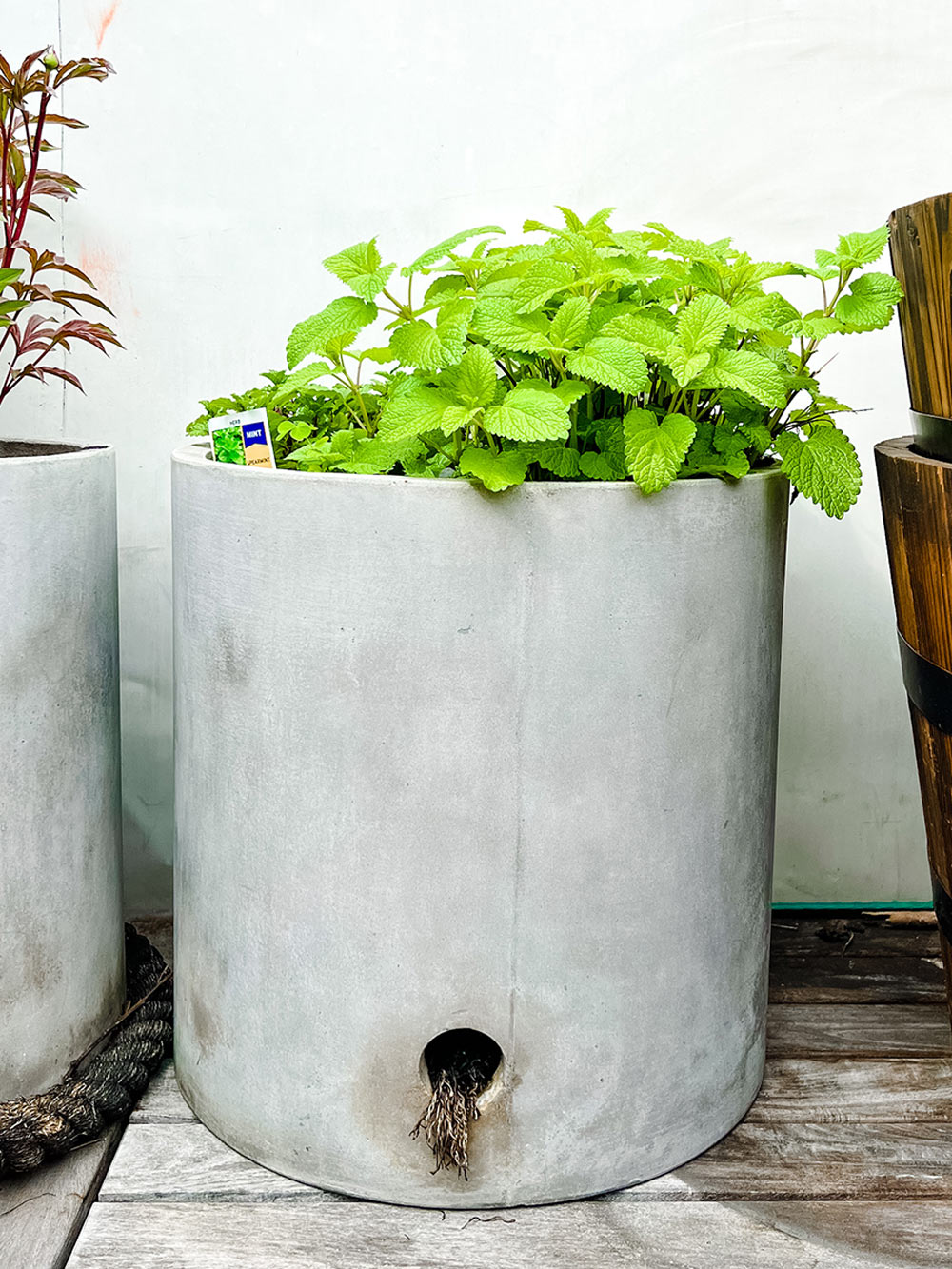 A grey planter with bright green herbs planted.